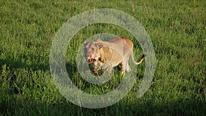 Lioness With A Bloodied Face Walks On A Plain Of Grassland In African Savannah