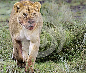 Lioness with a bloody muzzle