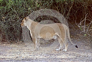 Lioness in the bush