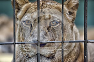 Lioness in a Cage