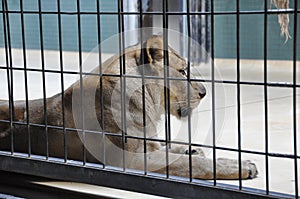 Lioness in a cage