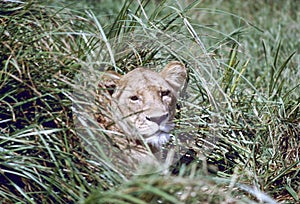 Lioness camouflaged in the grasses