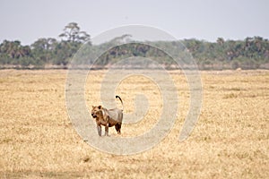 Lioness captured in the Amboseli national park, African savannah in Kenya
