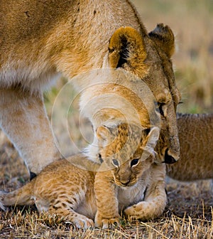 Lioness carries her baby. National Park. Kenya. Tanzania. Masai Mara. Serengeti.