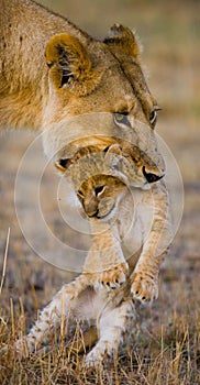 Lioness carries her baby. National Park. Kenya. Tanzania. Masai Mara. Serengeti.