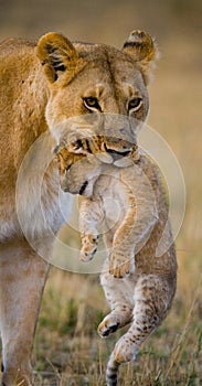 Lioness carries her baby. National Park. Kenya. Tanzania. Masai Mara. Serengeti.