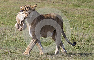 Lioness carrying cub in Maasai Mara