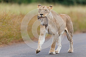 Lioness carrying her newborn cub in her mouth