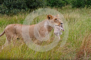Lioness carrying her newborn cub in her mouth