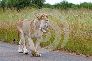 Lioness carrying her newborn cub in her mouth