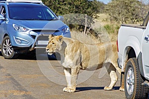 Lioness and cars on road in Kruger