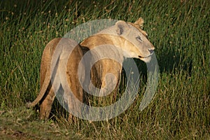 Lioness with catchlight stands in long grass photo