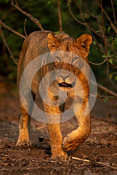 Lioness with catchlights walks past leafy bushes