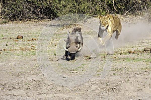 Lioness chase images in a series of images, 4/9 lioness looking for warthog, up close