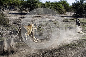 Lioness chase images in a series of images, 7/9 lioness looking for warthog, up close