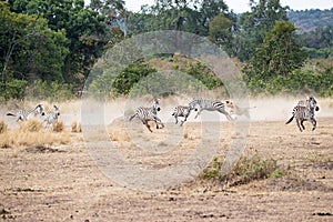 Lioness Chasing Pack of Zebra in Africa