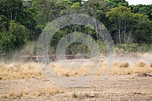 Lion Chasing After Zebra in Kenya Africa