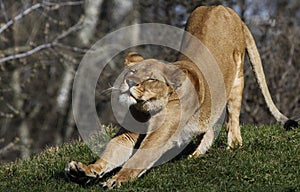 Lioness chill out