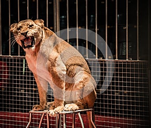 Lioness in circus