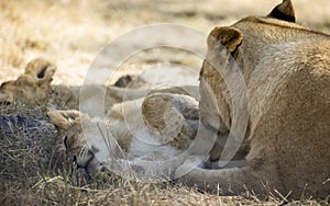 Lioness cleaning her cub in the African savannah of South Africa, they are the stars of African safaris