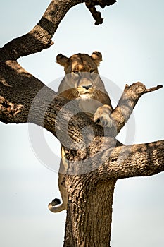 Lioness climbs up tree in dappled sunlight