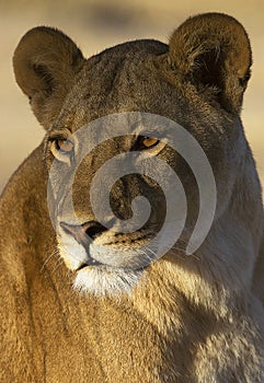 Lioness close up