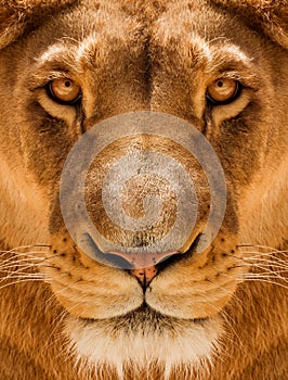 Lioness Close-up portrait, face of a female lion