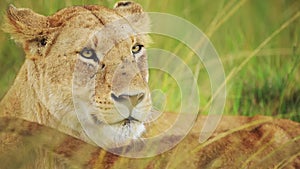 Lioness Close Up Portrait, Female Lion Face Detail, African Wildlife Safari Animal in Maasai Mara Na