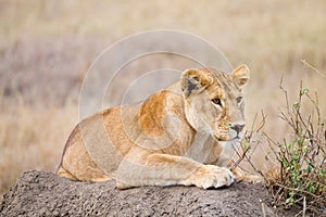 Lioness close up. Serengeti National Park, Tanzania, Africa