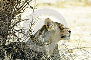 A lioness cools down in the shade, Kgalagadi Transfrontier National Park , South Africa
