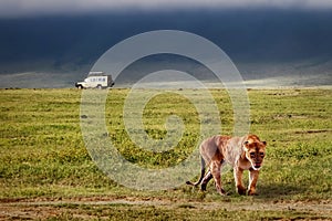 Lioness in the crater of Ngorongoro. Africa. Tanzania photo