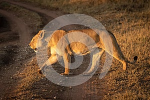 Lioness crosses dirt track with lifted paw