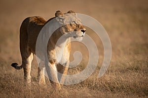 Lioness crosses grass with catchlight in eye