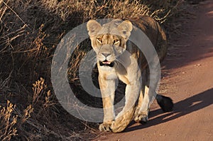 Lioness crossing the road while observing us