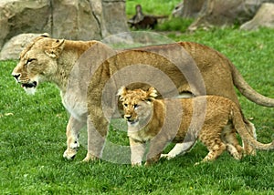 Lioness and Cub