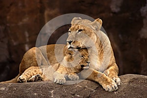 Lioness and Cub photo
