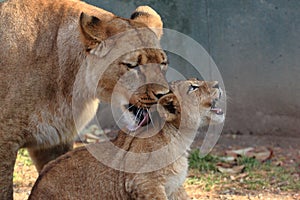 Lioness and Cub photo