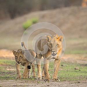 Lioness with cub