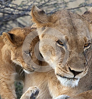 Lioness and cub - Botswana