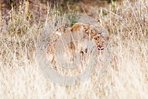 Lioness and Cub Cleaning after Dinner