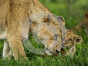 Lioness and cub cuddling, Serengeti
