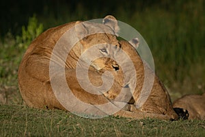 Lioness and cub face each other eye-to-eye photo