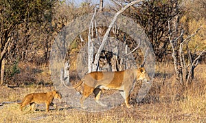 Lioness and cub isolated walking through the bush