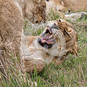 Lioness with cub, Kenya, Africa