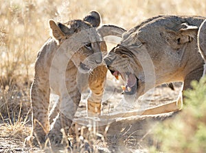 Lioness with cub