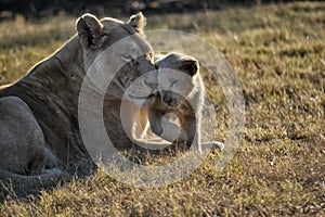 Lioness and cub lounging in the Sun.