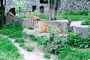 Lioness with cub lying down