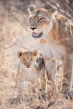 Lioness with cub in morning light