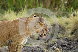 Lioness cub observing her cub