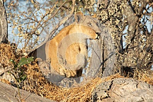 Lioness mother and cub.